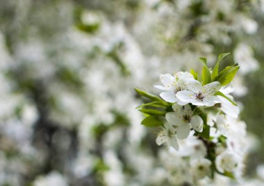 Çiçekler, bahar günü dallarda kiraz çiçekleri. Güzel bir bahar arkaplanı. Bahçe duvar kağıdında bahar çiçekleri. Parkta çiçek açan güzel elma ağaçları..