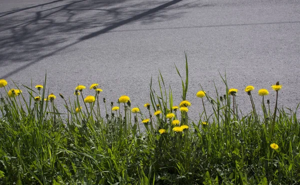Желтый Цветок Одуванчика Taraxacum Officinale Обычный Одуванчик Растет Земле Стремление — стоковое фото