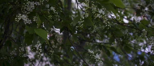 Черёмуха крупным планом. Птица-вишня весной . — стоковое фото