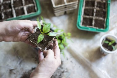 Bebek bitkileri tohumlama, tarımfiler için kara delik tepsileri. Bahar ekimi. Erken fide , pencere üzerinde evde kutuları nda tohumlardan yetiştirilen. kavram: kötü bitki bakımı, kurutulmuş çiçekler