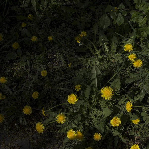 Gelbe Löwenzahnblüten auf grünem Gras als Hintergrund. — Stockfoto