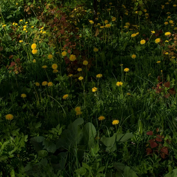 Gelbe Löwenzahnblüten auf grünem Gras als Hintergrund. — Stockfoto
