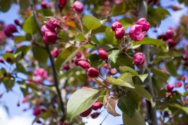 Bahar çiçeği arka plan. Bahar çiçek açıyor. Pembe çiçeklerle elma ağacı çiçeği.