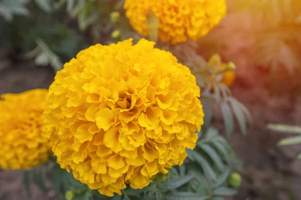 Marigold Květu Oranžová Žlutá Hromada Květů Zelenými Listy — Stock fotografie