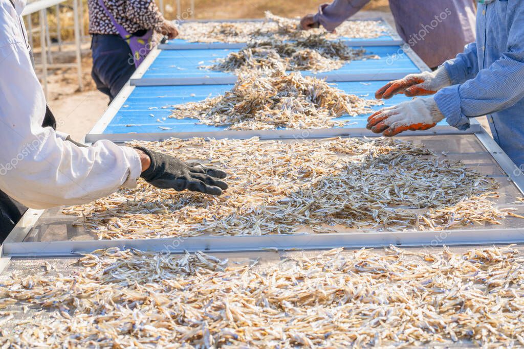 Secado solar de pescado, Secado de pescado al aire libre con el sol. 2024