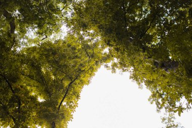Ağaçların tepesinde gökyüzü görünüyor.