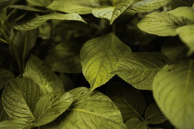 Kapalı ıslak yapraklar yeşil renk deseni.