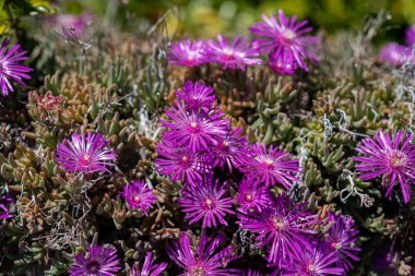 Mesembriatemo. Mesembriantemo küçük sulu bir bitkidir. Küçük, sulu bir bitkidir..