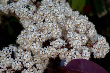 Viburnum tinus. Viburnum vat, Caprifoliaceae familyasından Akdeniz havzasında ve güneydoğu Avrupa 'da yaygın olarak rastlanan bir bitki türü..