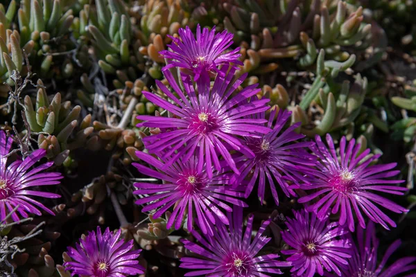 Mijn Embrio Mesembriantemo Een Kleine Sappige Plant Die Compacte Opknoping — Stockfoto