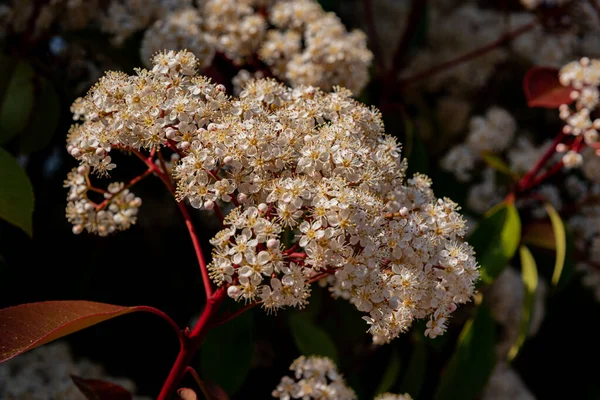 Viburnum Tinus Viburní Nádrž Rostlina Čeledi Caprifoliaceae Rozšířená Středomořské Pánvi — Stock fotografie