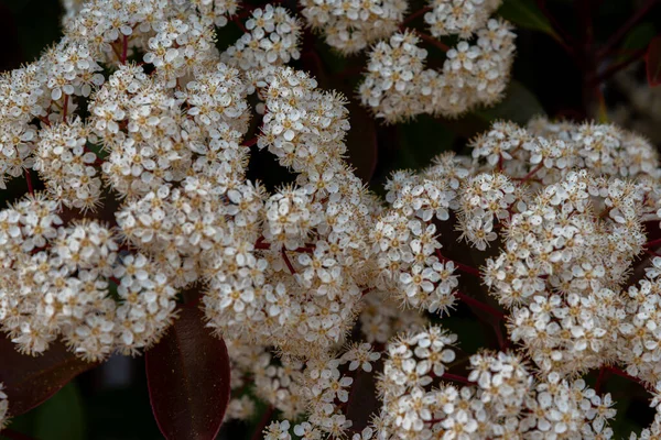 Viburnum Tinus Der Viburnum Bottich Ist Eine Pflanze Aus Der — Stockfoto