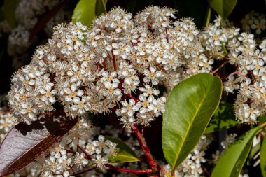 Viburnum tinus. Viburnum vat, Caprifoliaceae familyasından Akdeniz havzasında ve güneydoğu Avrupa 'da yaygın olarak rastlanan bir bitki türü..
