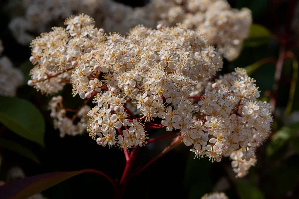 Viburnum Tinus Der Viburnum Bottich Ist Eine Pflanze Aus Der — Stockfoto