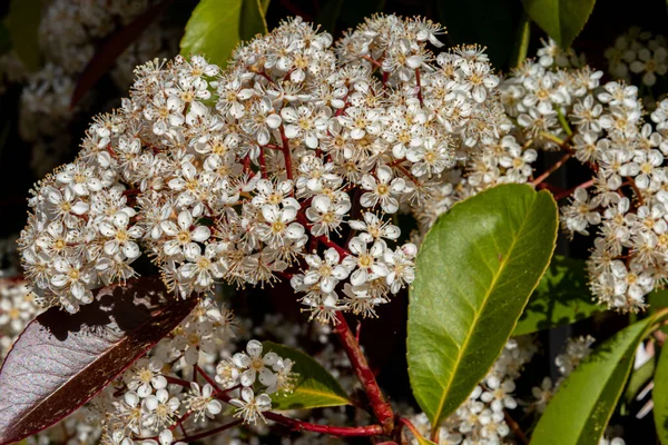 Viburnum Tinus Viburní Nádrž Rostlina Čeledi Caprifoliaceae Rozšířená Středomořské Pánvi — Stock fotografie