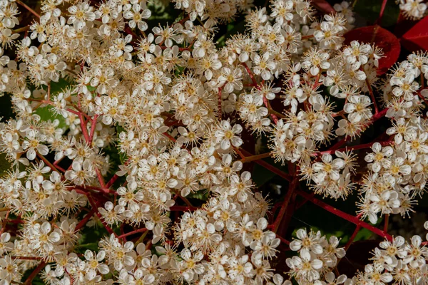Viburnum Tinus Вибурнум Является Растением Семейства Caprifoliaceae Широко Распространенным Средиземноморском — стоковое фото