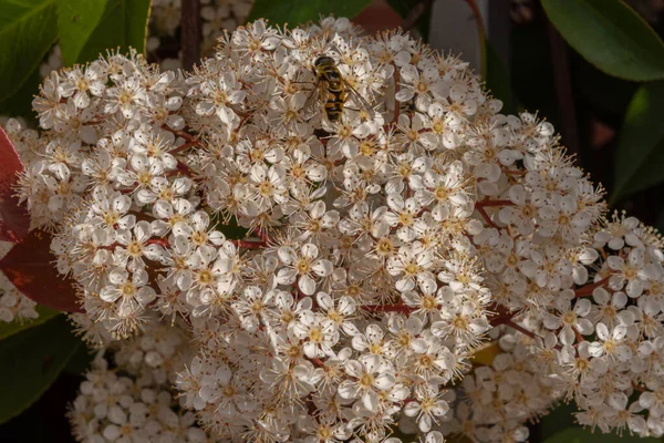 Viburnum Tinus 藤壶是一种分布在地中海盆地和东南欧的茶树科植物 通常被称为Laurotino或Lentiline — 图库照片