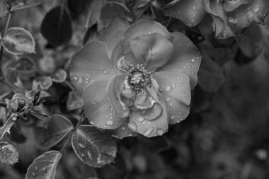 Gül. Avrupa ve Asya kökenli yaklaşık 150 tür içeren bir Rosaceae familyasıdır..