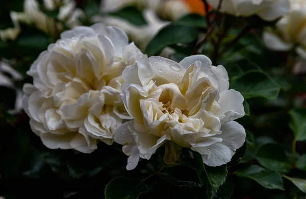 Met Rose Het Een Geslacht Uit Rozenfamilie Rosaceae — Stockfoto