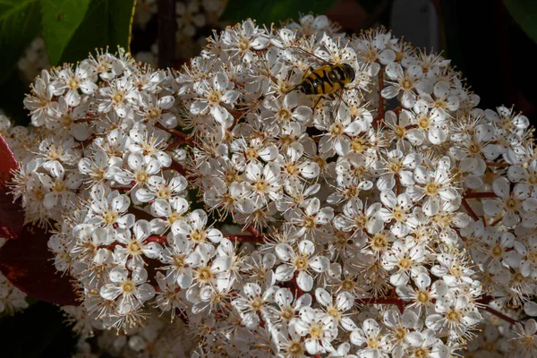 Viburnum Tinus Der Viburnum Bottich Ist Eine Pflanze Aus Der — Stockfoto