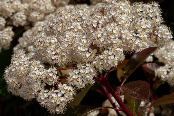 Viburnum Tinus Der Viburnum Bottich Ist Eine Pflanze Aus Der — Stockfoto