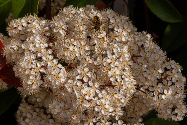 Viburnum Tinus 藤壶是一种分布在地中海盆地和东南欧的茶树科植物 通常被称为Laurotino或Lentiline — 图库照片