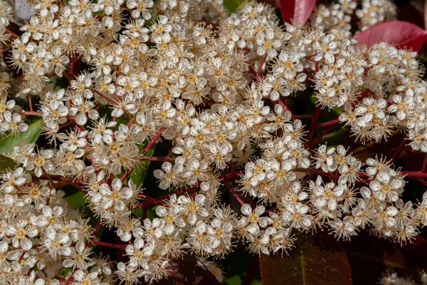 Viburnum Tinus Viburnum Vat Caprifoliaceae Familyasından Akdeniz Havzasında Güneydoğu Avrupa — Stok fotoğraf