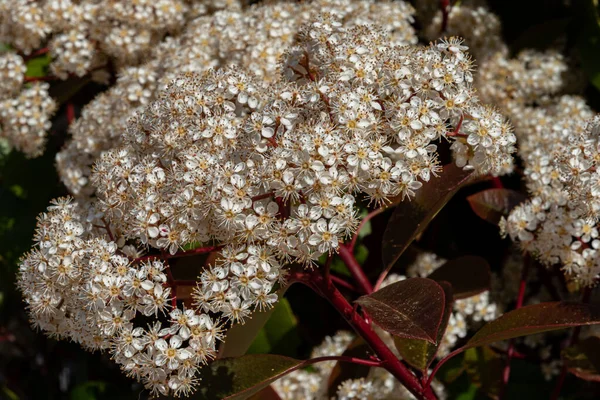 Viburnum Tinus Viburnum Vat Caprifoliaceae Familyasından Akdeniz Havzasında Güneydoğu Avrupa — Stok fotoğraf