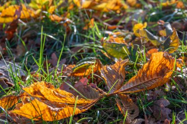 Renkli yapraklar sonbaharda yol kenarında bir bankın yanında uzanır.