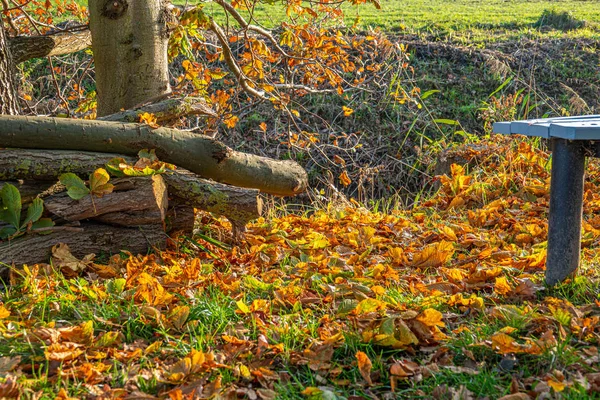 Barevné listí leží u silnice vedle lavičky na podzim — Stock fotografie