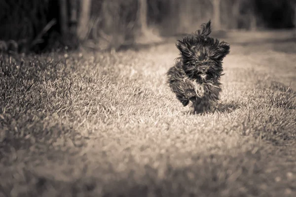 一只黑色的小Bolonka Zvetna小狗高兴地向卡卡走去 — 图库照片