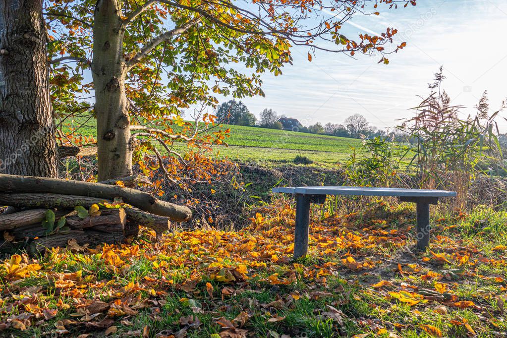 colourful foliage lies at the roadside next to a bench in autumn
