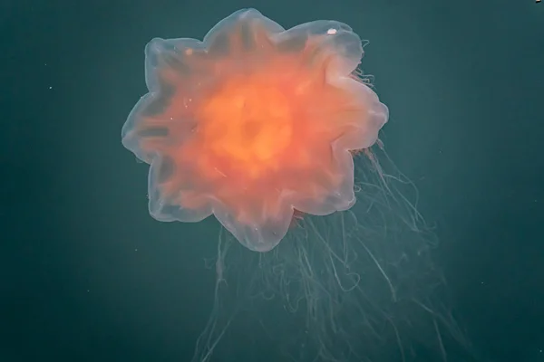 A close-up of a fire jellyfish with its long tentacles swimming — Stock Photo, Image