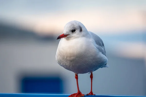A close-up of a seagull standing on a railing in the harbour — Stock Photo, Image