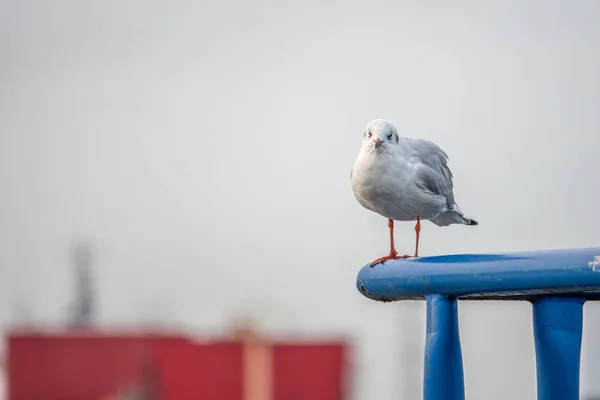 Close-up dari burung camar berdiri di atas pagar di pelabuhan — Stok Foto