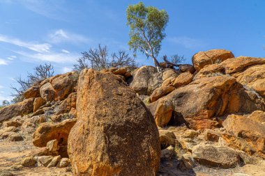 Avustralya kırsalında bazı kuru çalılar ve otlar çölde duruyor.