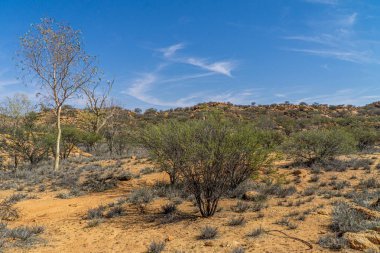 Avustralya kırsalında bazı kuru çalılar ve otlar orada duruyor.