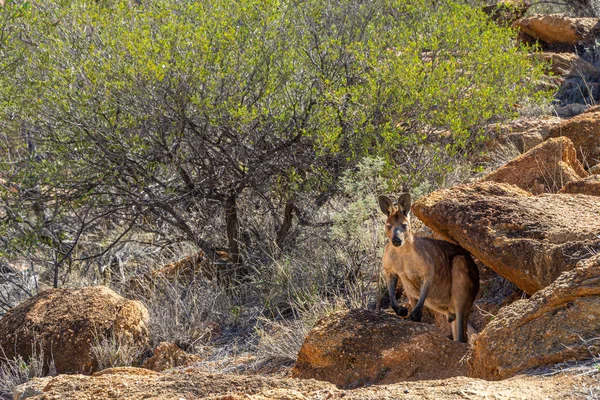 Avustralya 'nın taşrasında bir kanguru dikkatle bir r' nin altına bakar. — Stok fotoğraf