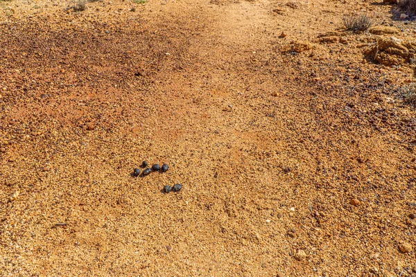 Avustralya kırsalında bazı kuru çalılar ve otlar orada duruyor. — Stok fotoğraf
