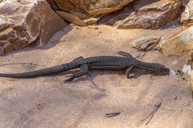 in the Australian outback, a medium-sized lizard lies on a rock  clipart