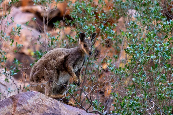 In de Australische outback een kangoeroe zit op een rots en kijkt in — Stockfoto