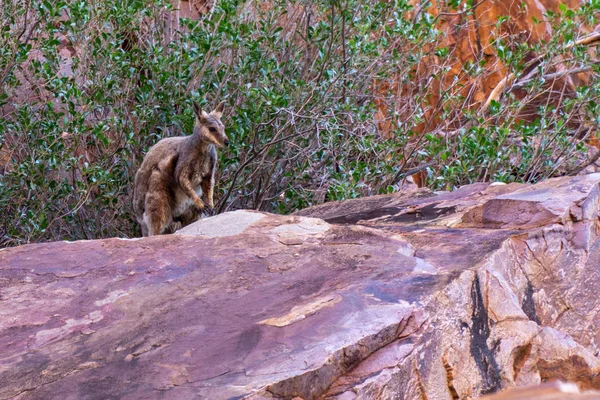 En el interior australiano un canguro se sienta en una roca y mira en —  Fotos de Stock