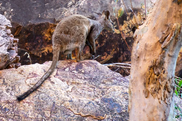 En el interior australiano un canguro se sienta en una roca y mira en —  Fotos de Stock