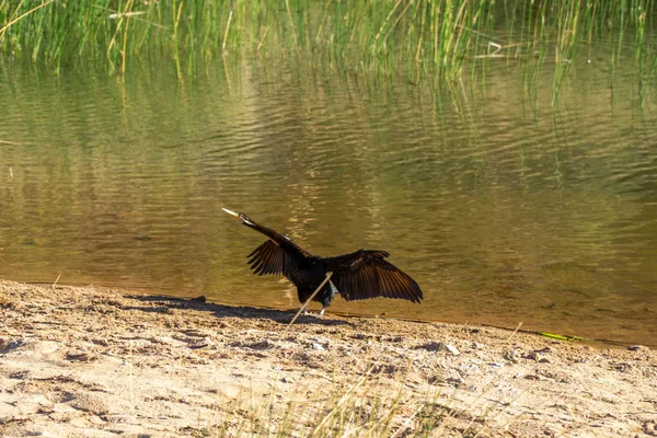 An einem Wasserloch im australischen Outback steht ein Schlangenhals — Stockfoto