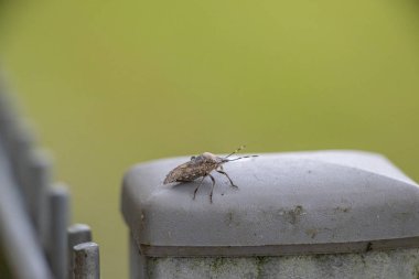 Bir çit direğinde küçük kahverengi bir böcek oturuyor.