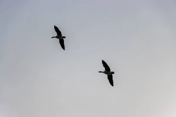 В небе летает много диких гусей — стоковое фото
