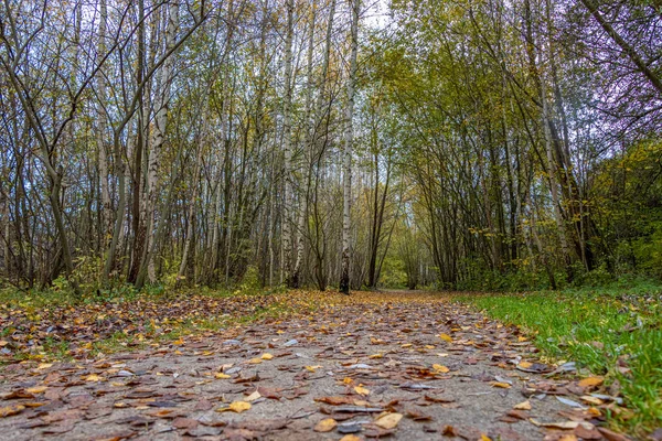 A terra tutto è pieno di foglie autunnali colorate — Foto Stock