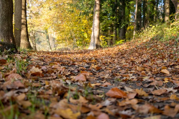 Un fondo forestale ricoperto di foglie colorate in autunno in sunshi — Foto Stock