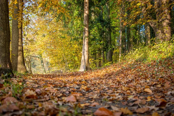 Ett skogsgolv täckt med färgglada löv på hösten i sunshi — Stockfoto
