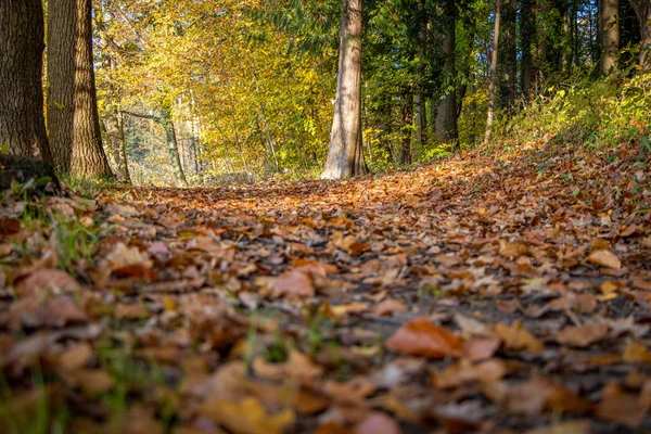 Un fondo forestale ricoperto di foglie colorate in autunno in sunshi — Foto Stock